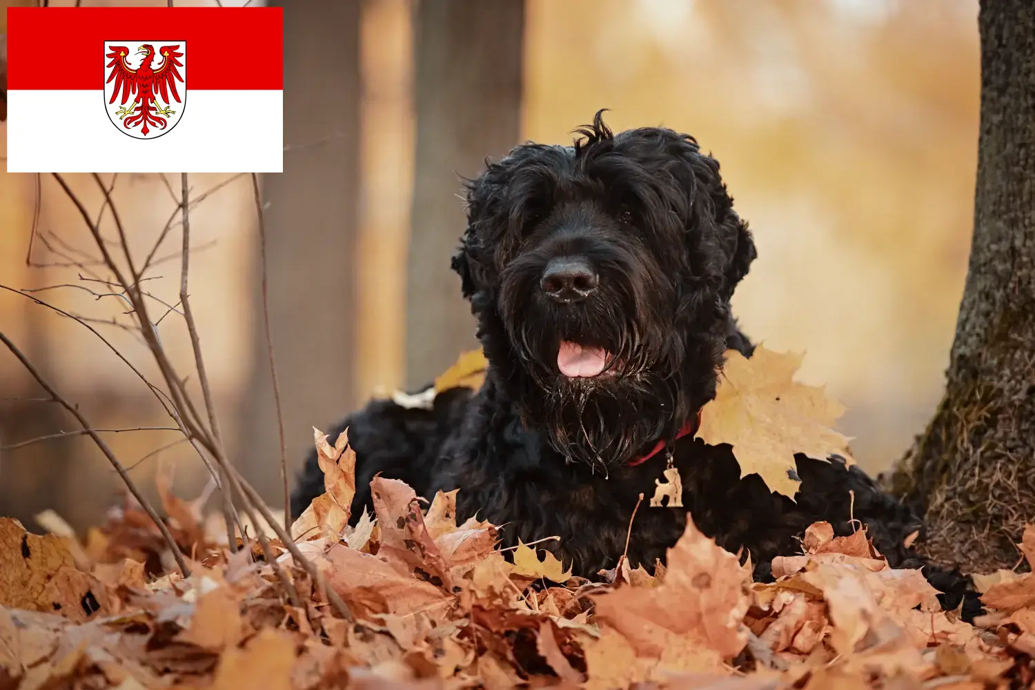 Read more about the article Brandenburg’da Russian Black Terrier Yetiştiricisi ve Yavruları