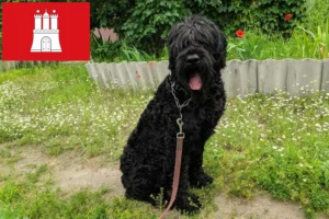 Read more about the article Hamburg’da Russian Black Terrier yetiştiricisi ve köpek yavruları