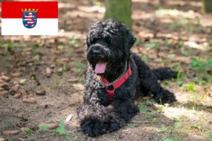 Read more about the article Hessen’de Russian Black Terrier yetiştiricisi ve köpek yavruları