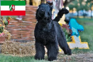 Read more about the article Kuzey Ren-Vestfalya’da Russian Black Terrier yetiştiricileri ve köpek yavruları