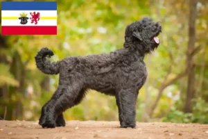 Read more about the article Mecklenburg-Vorpommern’de Russian Black Terrier Yetiştiricisi ve Yavruları