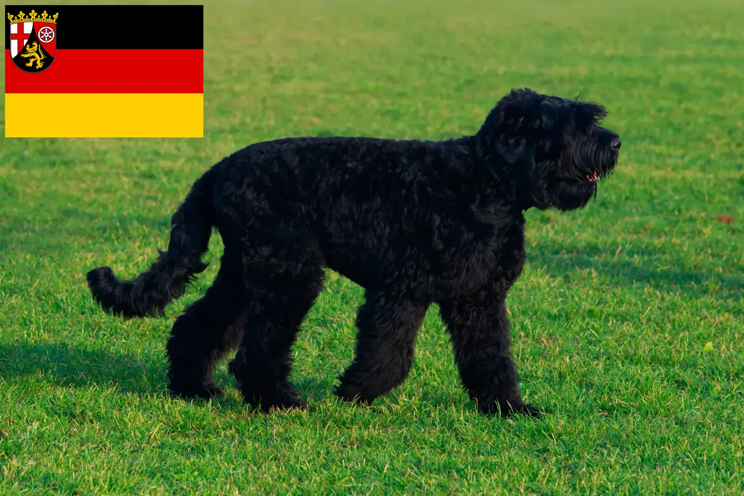 Read more about the article Rheinland-Pfalz’da Russian Black Terrier yetiştiricileri ve köpek yavruları