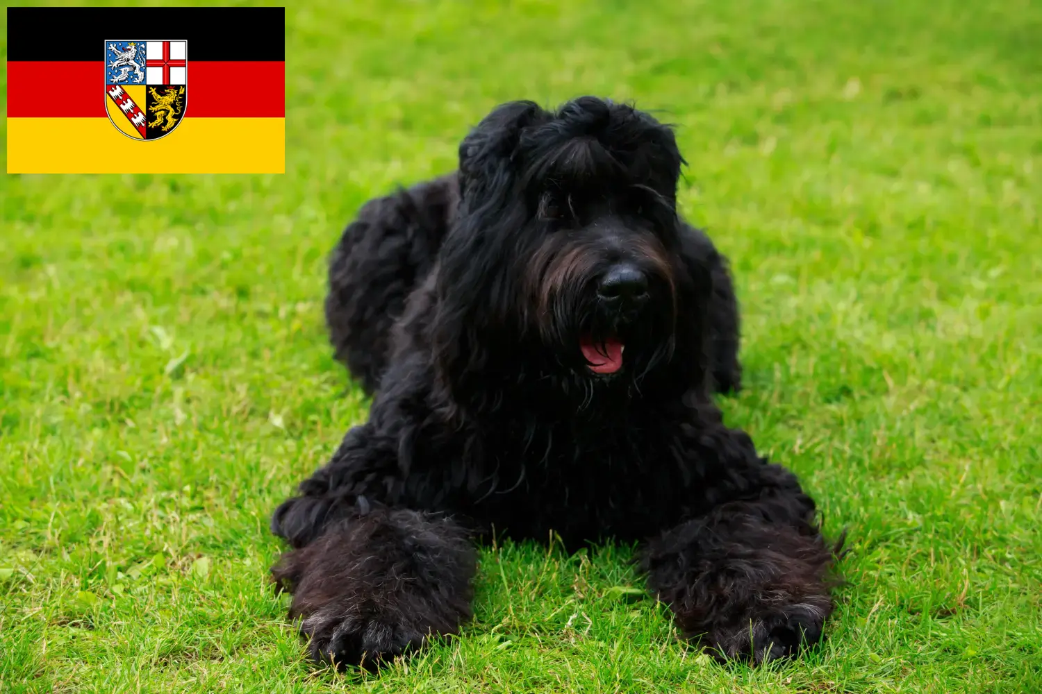 Read more about the article Saarland’da Russian Black Terrier yetiştiricisi ve köpek yavruları