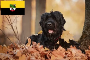 Read more about the article Saxony-Anhalt’da Russian Black Terrier Yetiştiricisi ve Yavruları