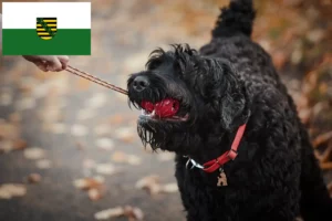 Read more about the article Saksonya’da Russian Black Terrier Yetiştiricisi ve Yavruları