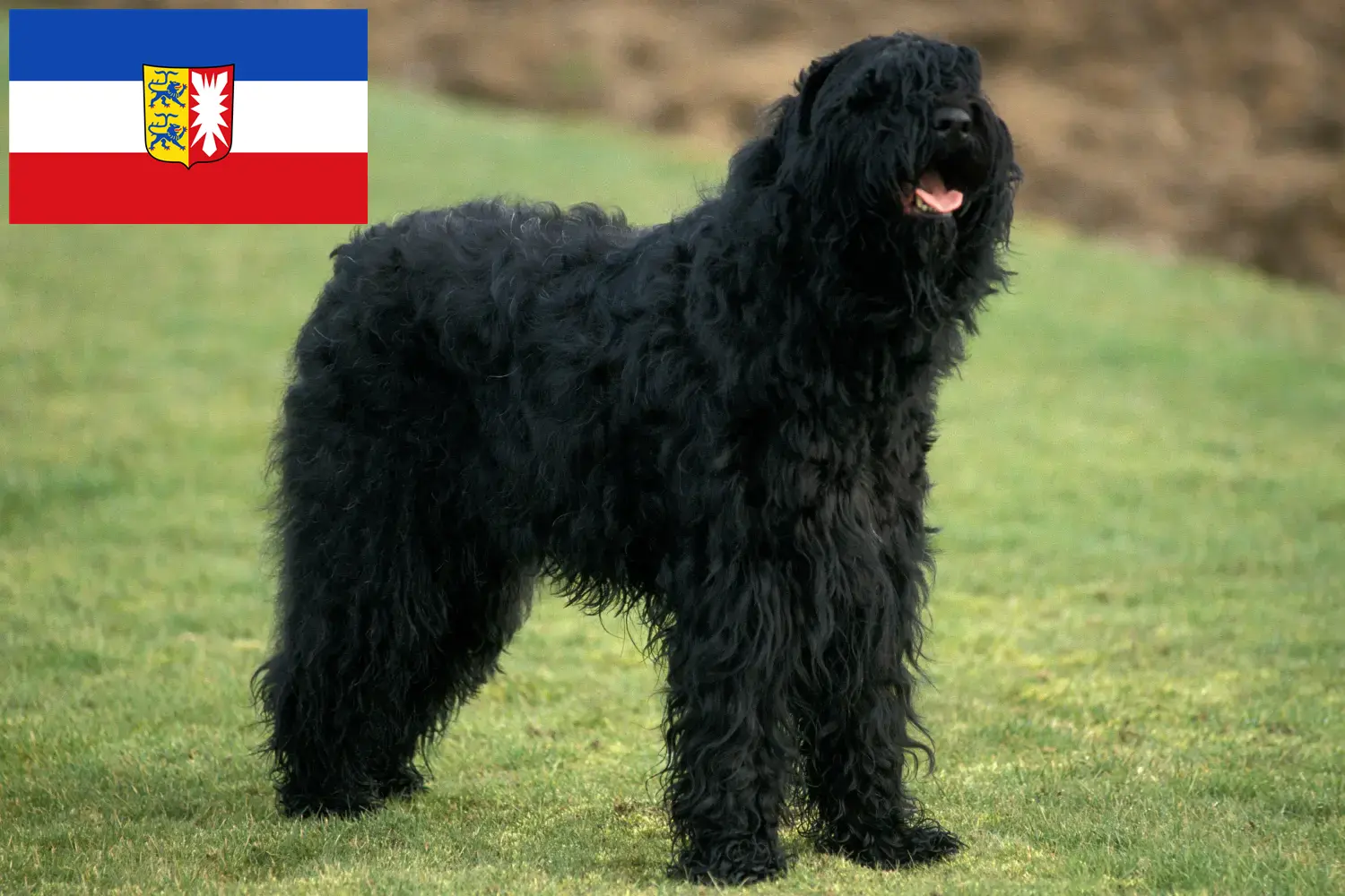 Read more about the article Schleswig-Holstein’da Russian Black Terrier yetiştiricileri ve köpek yavruları