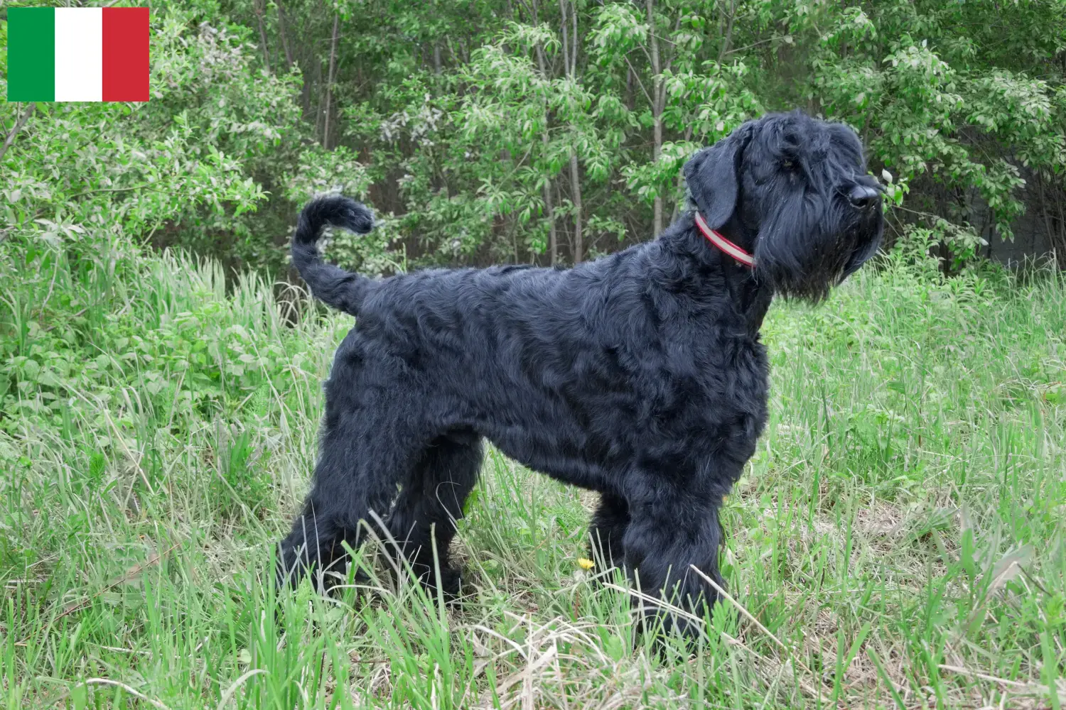 Read more about the article İtalya’da Russian Black Terrier Yetiştiricisi ve Yavruları