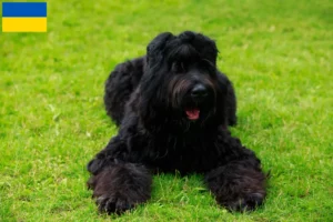 Read more about the article Ukrayna’da Russian Black Terrier Yetiştiricisi ve Yavruları