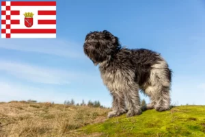 Read more about the article Bremen’de Schapendoes yetiştiricileri ve köpek yavruları