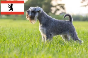 Read more about the article Berlin’de Schnauzer yetiştiricileri ve köpek yavruları