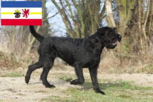 Read more about the article Mecklenburg-Vorpommern’de Schnauzer yetiştiricileri ve köpek yavruları