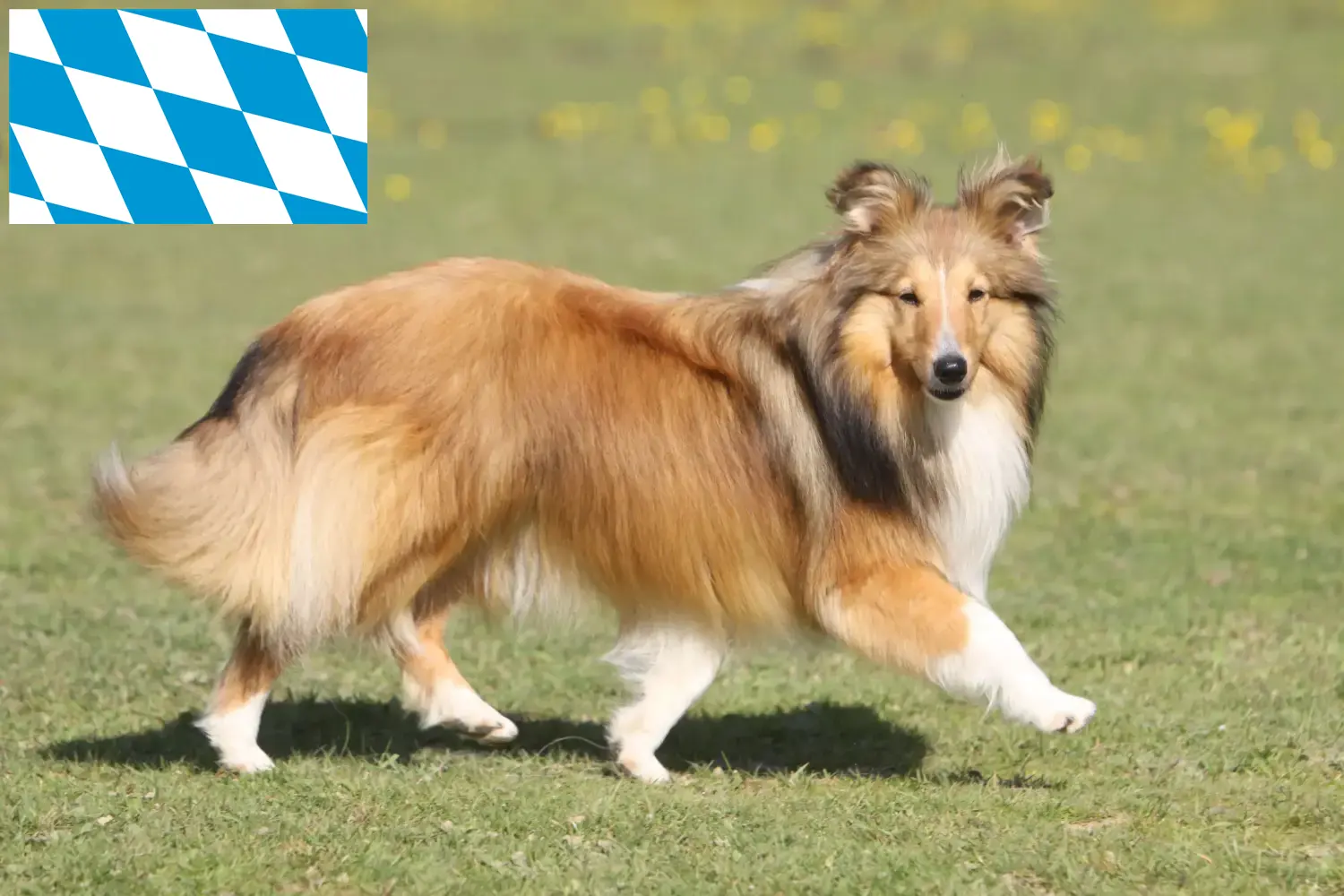 Read more about the article Bavyera’da Sheltie yetiştiricileri ve köpek yavruları