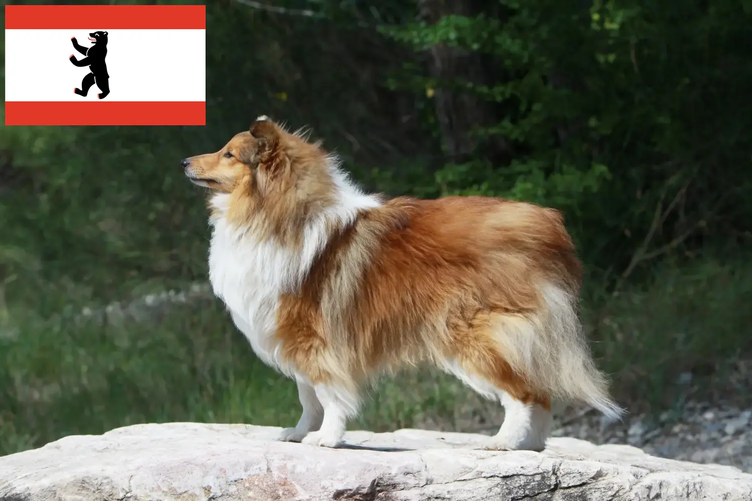 Read more about the article Berlin’de Sheltie yetiştiricileri ve köpek yavruları