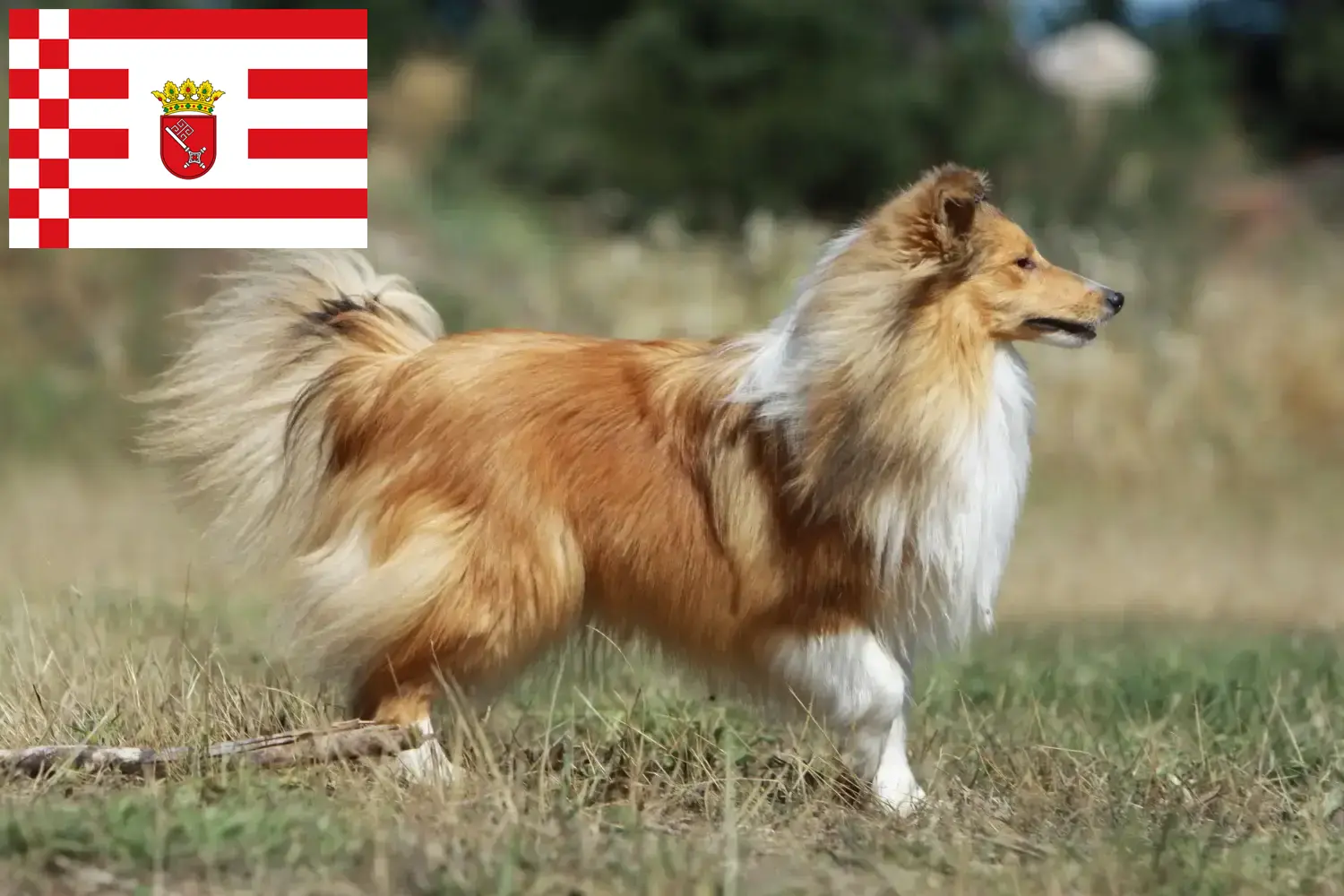 Read more about the article Bremen’de Sheltie yetiştiricileri ve köpek yavruları