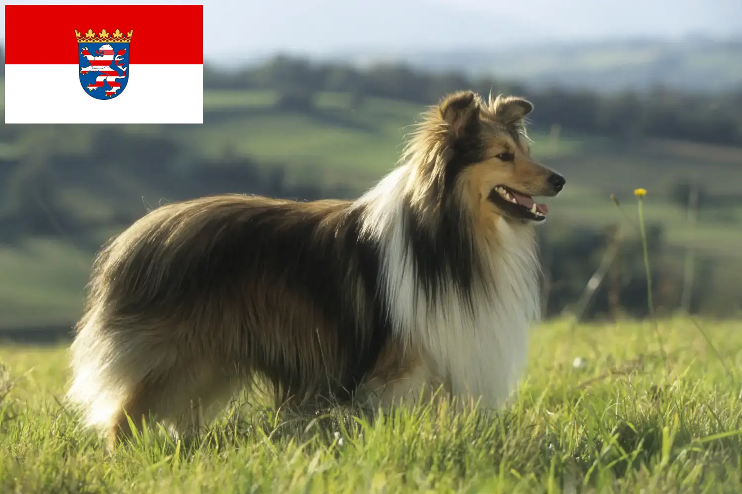 Read more about the article Hessen’deki Sheltie yetiştiricileri ve köpek yavruları