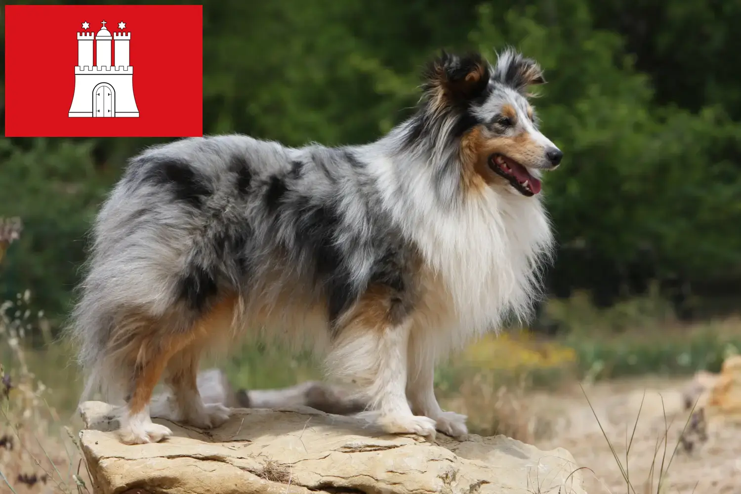 Read more about the article Hamburg’da Sheltie yetiştiricileri ve köpek yavruları