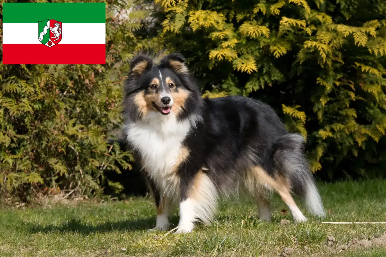 Read more about the article Kuzey Ren-Vestfalya’da Sheltie yetiştiricileri ve köpek yavruları