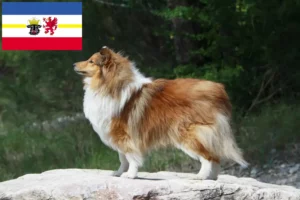 Read more about the article Mecklenburg-Vorpommern’de Sheltie yetiştiricileri ve köpek yavruları