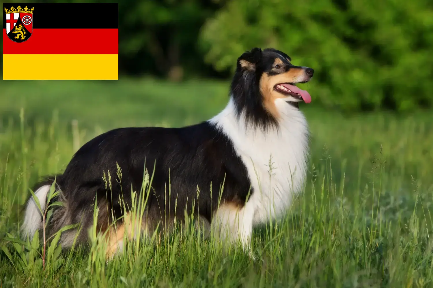 Read more about the article Rhineland-Palatinate’de Sheltie yetiştiricileri ve köpek yavruları