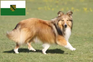 Read more about the article Saksonya’da Sheltie yetiştiricileri ve köpek yavruları