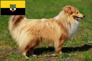 Read more about the article Saxony-Anhalt’da Sheltie yetiştiricileri ve köpek yavruları