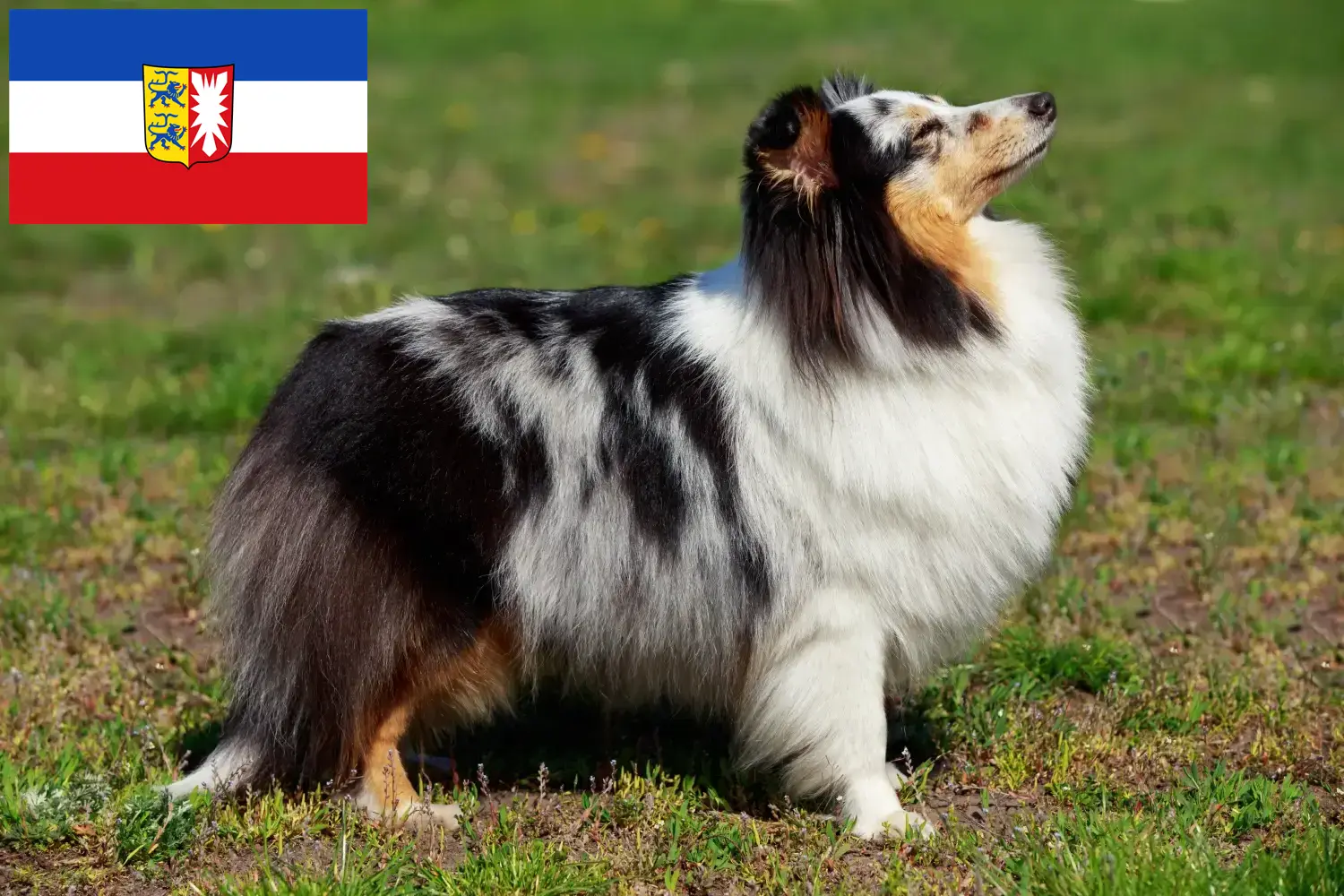 Read more about the article Schleswig-Holstein’da Sheltie yetiştiricileri ve köpek yavruları