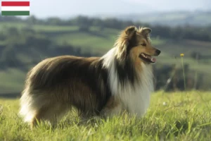 Read more about the article Macaristan’da Sheltie yetiştiricileri ve köpek yavruları