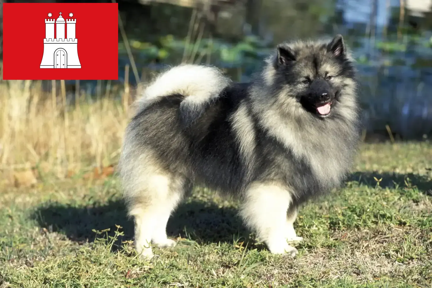 Read more about the article Hamburg’da Spitz yetiştiricileri ve köpek yavruları