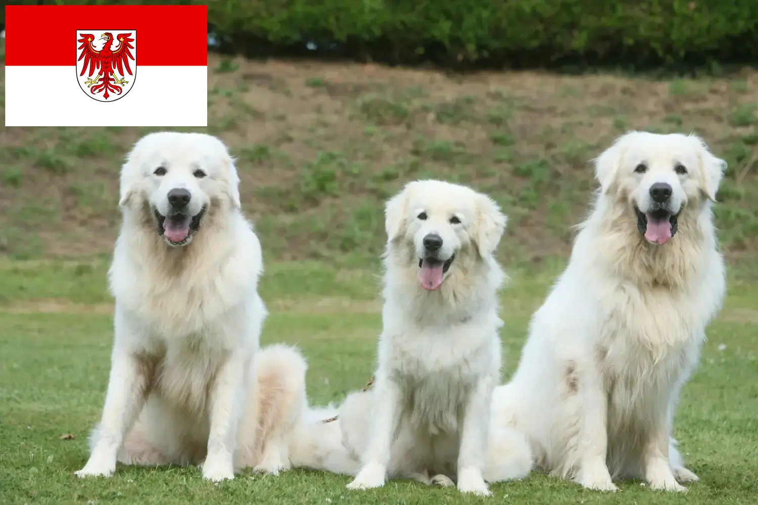 Read more about the article Brandenburg’da Tatra çoban köpeği yetiştiricileri ve köpek yavruları