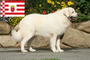 Read more about the article Bremen’de Tatra çoban köpeği yetiştiricileri ve köpek yavruları