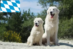 Read more about the article Bavyera’da Tatra çoban köpeği yetiştiricileri ve köpek yavruları