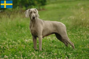 Read more about the article İsveç’te Weimaraner yetiştiricileri ve yavruları