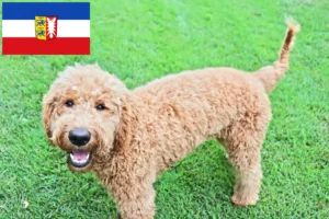 Read more about the article Schleswig-Holstein’da Goldendoodle yetiştiricileri ve köpek yavruları