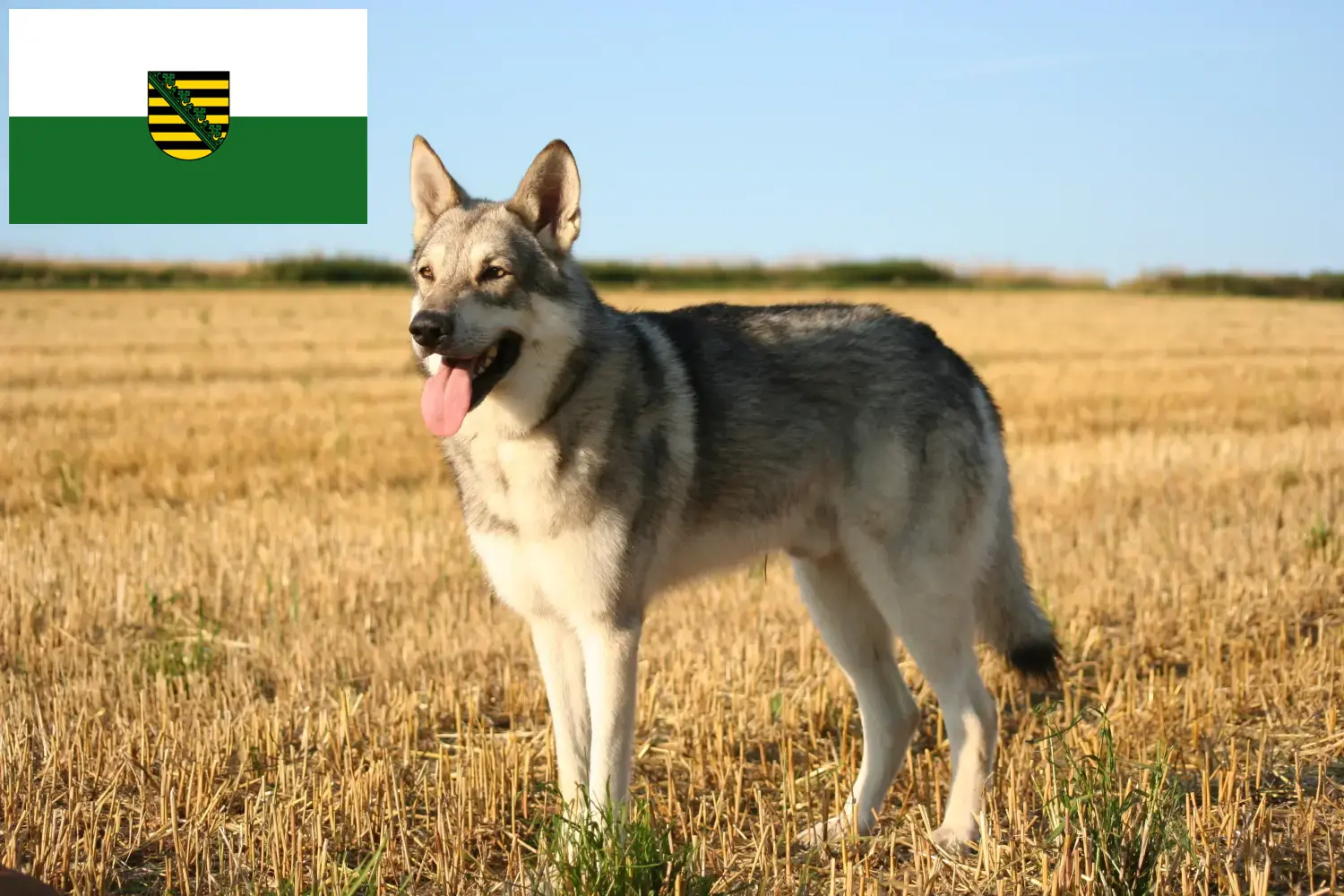 Read more about the article Saksonya’da Saarloos Wolfdog yetiştiricileri ve köpek yavruları