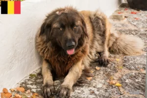 Read more about the article Belçika’da Cão Da Serra Da Estrela yetiştiricileri ve köpek yavruları
