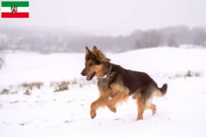 Read more about the article Kuzey Ren-Vestfalya’da Chodský pes yetiştiricileri ve yavru köpekler