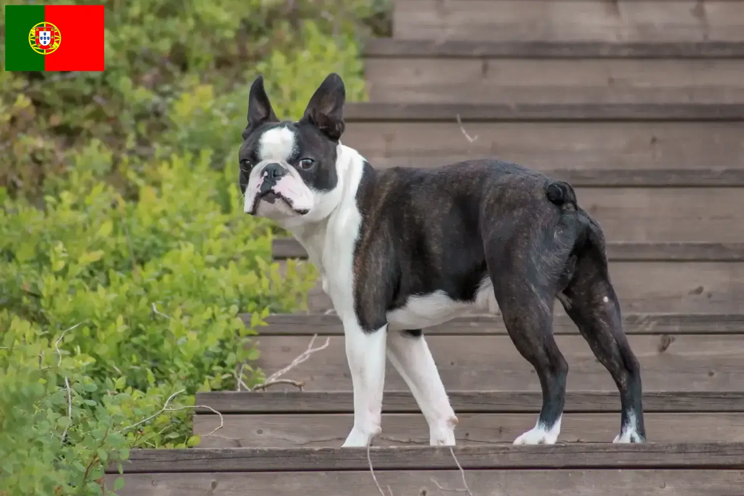 Read more about the article Portekiz’de Boston Terrier yetiştiricileri ve köpek yavruları