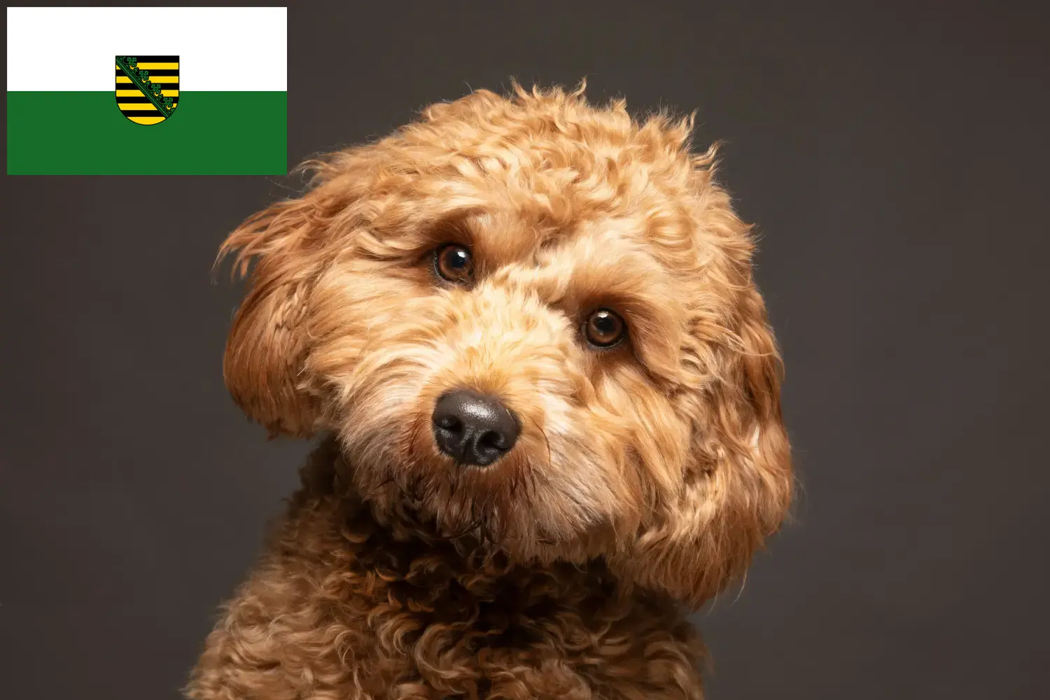 Read more about the article Saksonya’da Cavoodle yetiştiricileri ve köpek yavruları