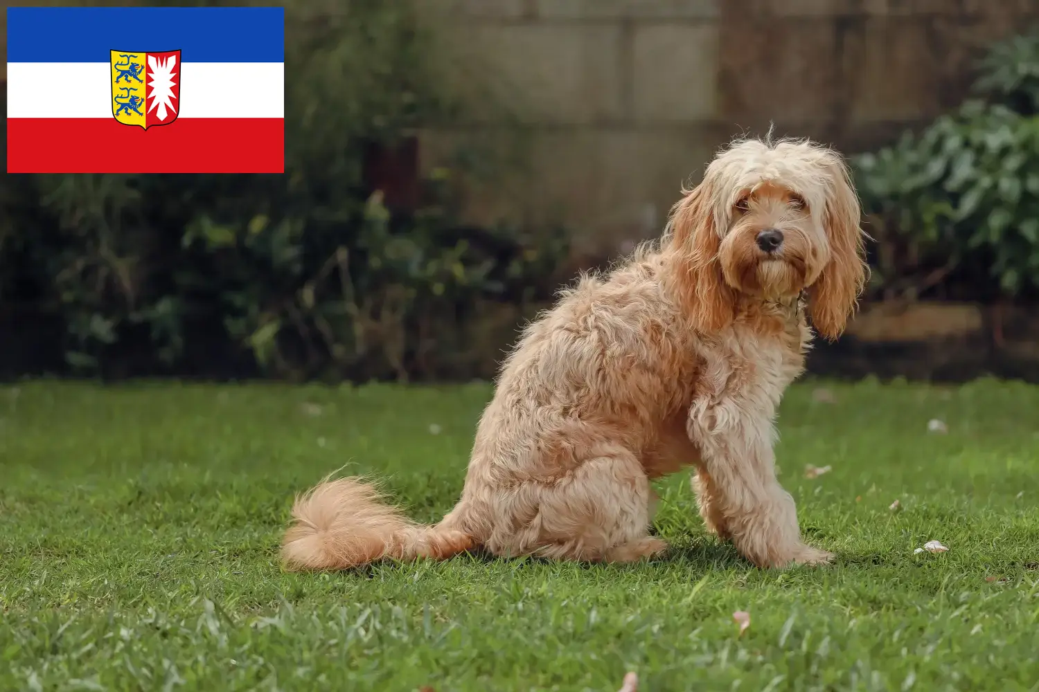 Read more about the article Schleswig-Holstein’da Cavoodle yetiştiricileri ve köpek yavruları