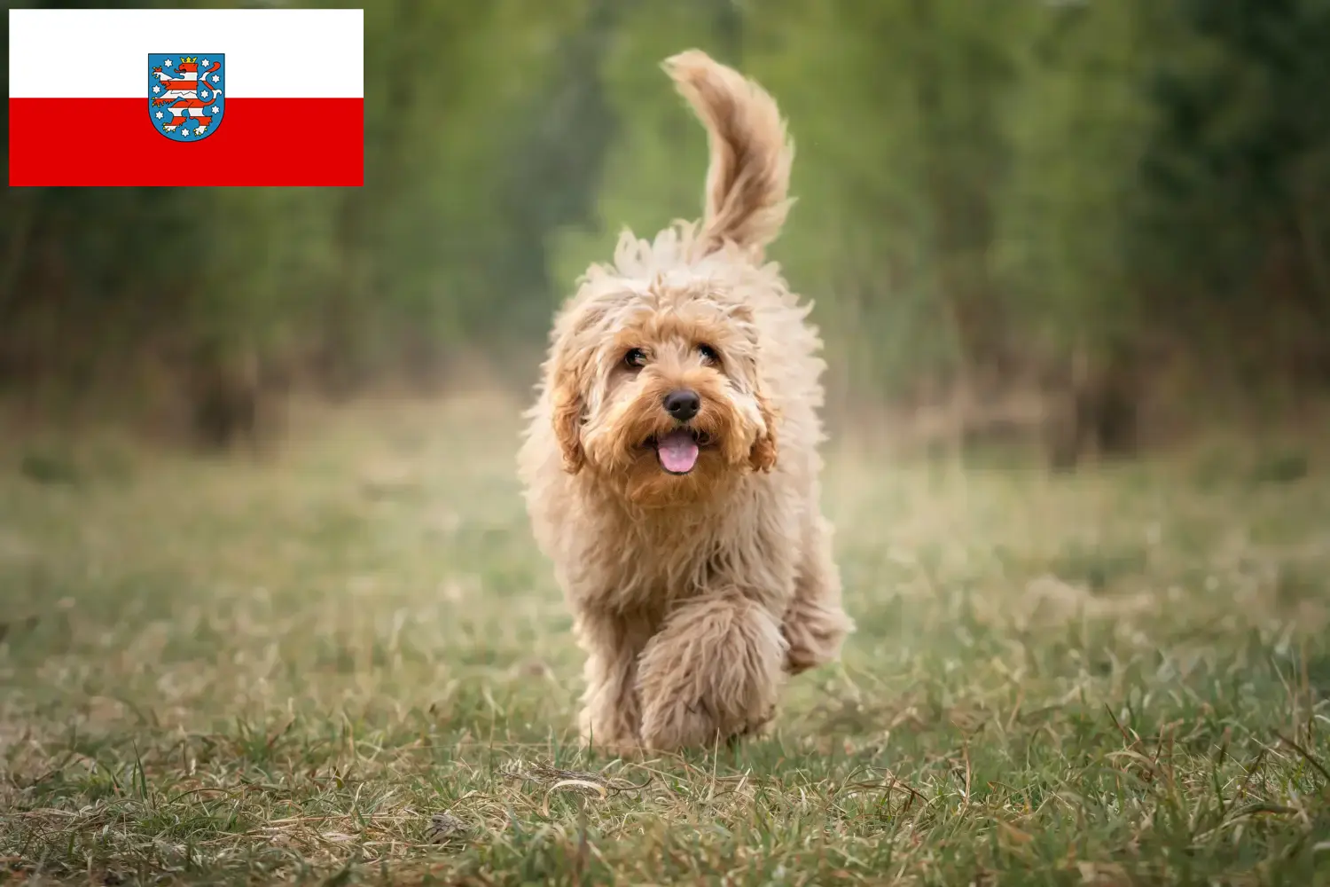 Read more about the article Thüringen’deki Cavoodle yetiştiricileri ve köpek yavruları