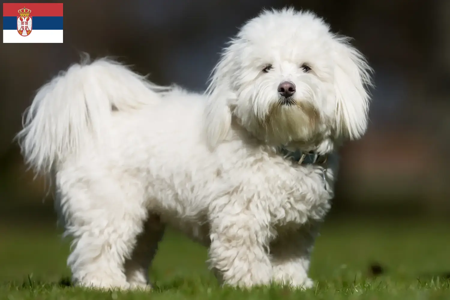 Read more about the article Sırbistan’da Coton de Tuléar yetiştiricileri ve köpek yavruları