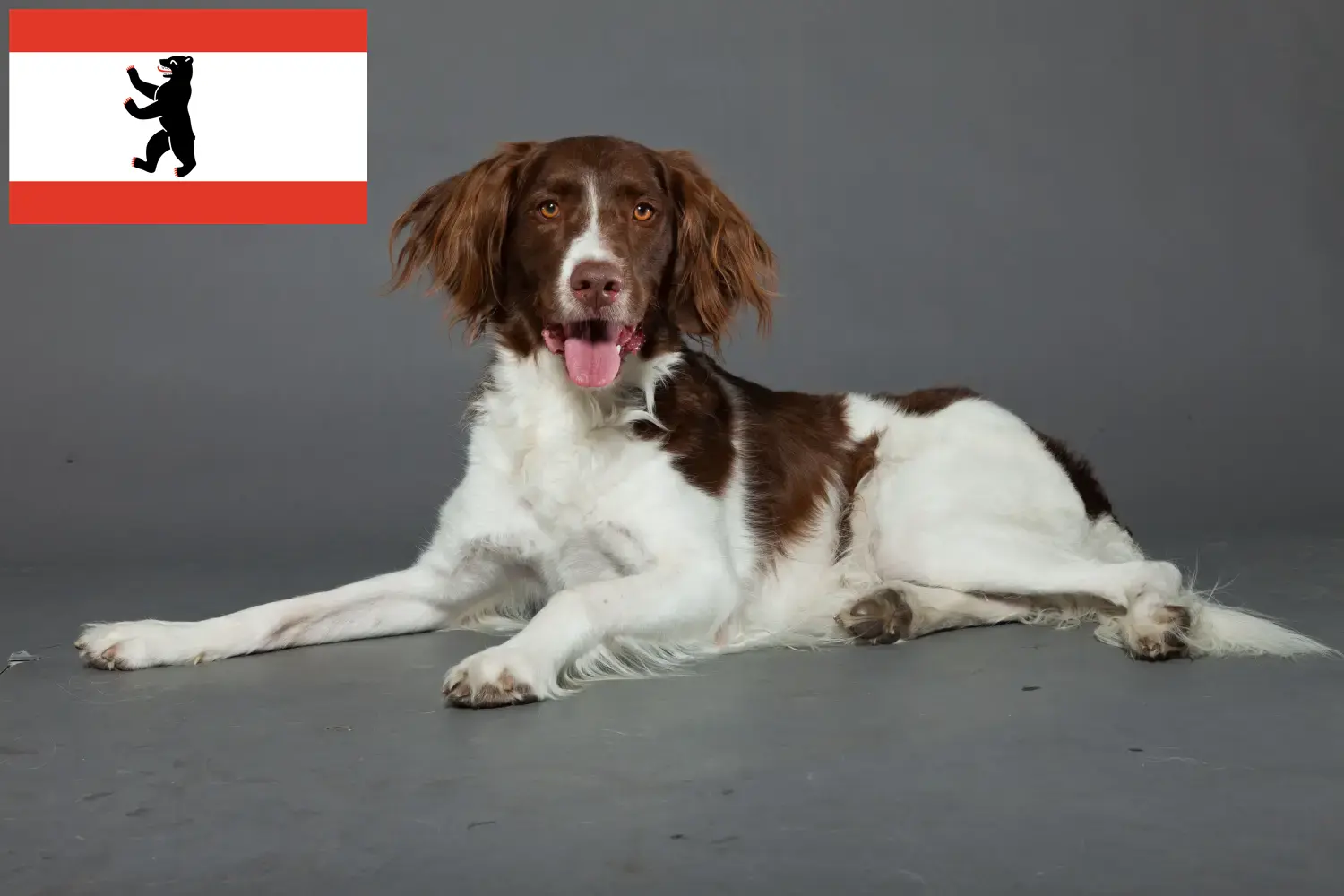 Read more about the article Berlin’de Drentse Patrijshond yetiştiricileri ve köpek yavruları