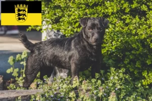 Read more about the article Baden-Württemberg’de Patterdale Terrier yetiştiricileri ve köpek yavruları