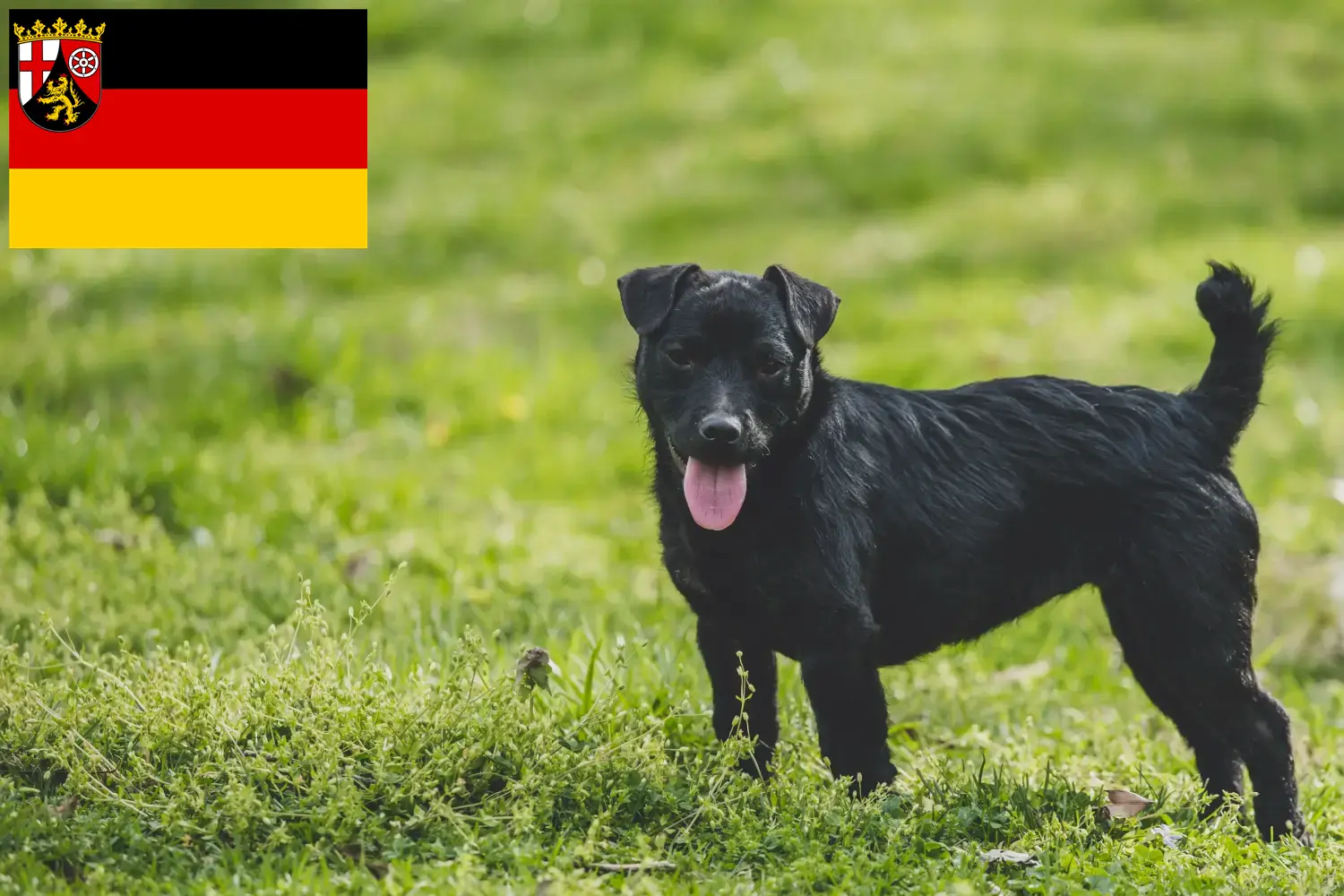 Read more about the article Rhineland-Palatinate’de Patterdale Terrier yetiştiricileri ve köpek yavruları