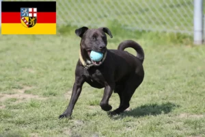 Read more about the article Saarland’da Patterdale Terrier yetiştiricileri ve köpek yavruları