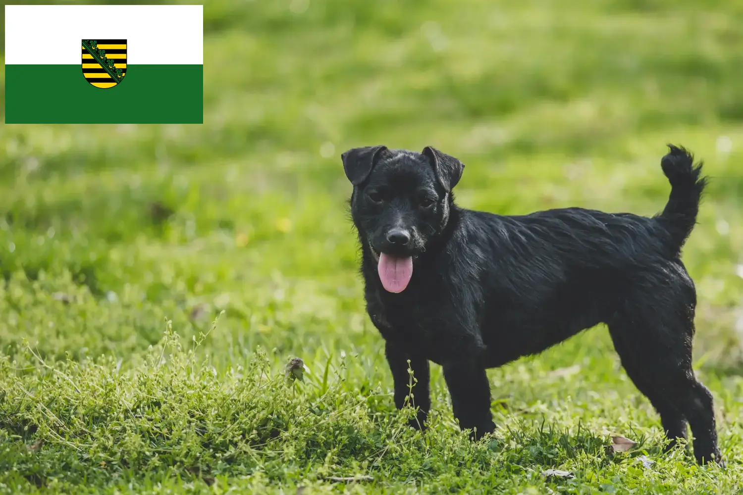 Read more about the article Saksonya’da Patterdale Terrier yetiştiricileri ve köpek yavruları