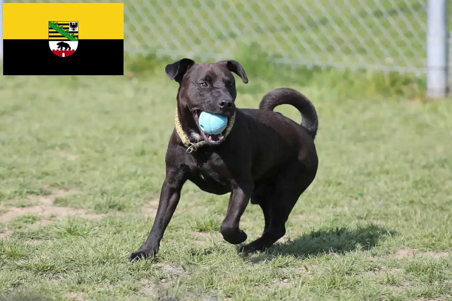 Read more about the article Saxony-Anhalt’da Patterdale Terrier yetiştiricileri ve köpek yavruları