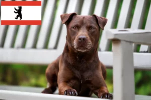 Read more about the article Berlin’de Patterdale Terrier yetiştiricileri ve köpek yavruları