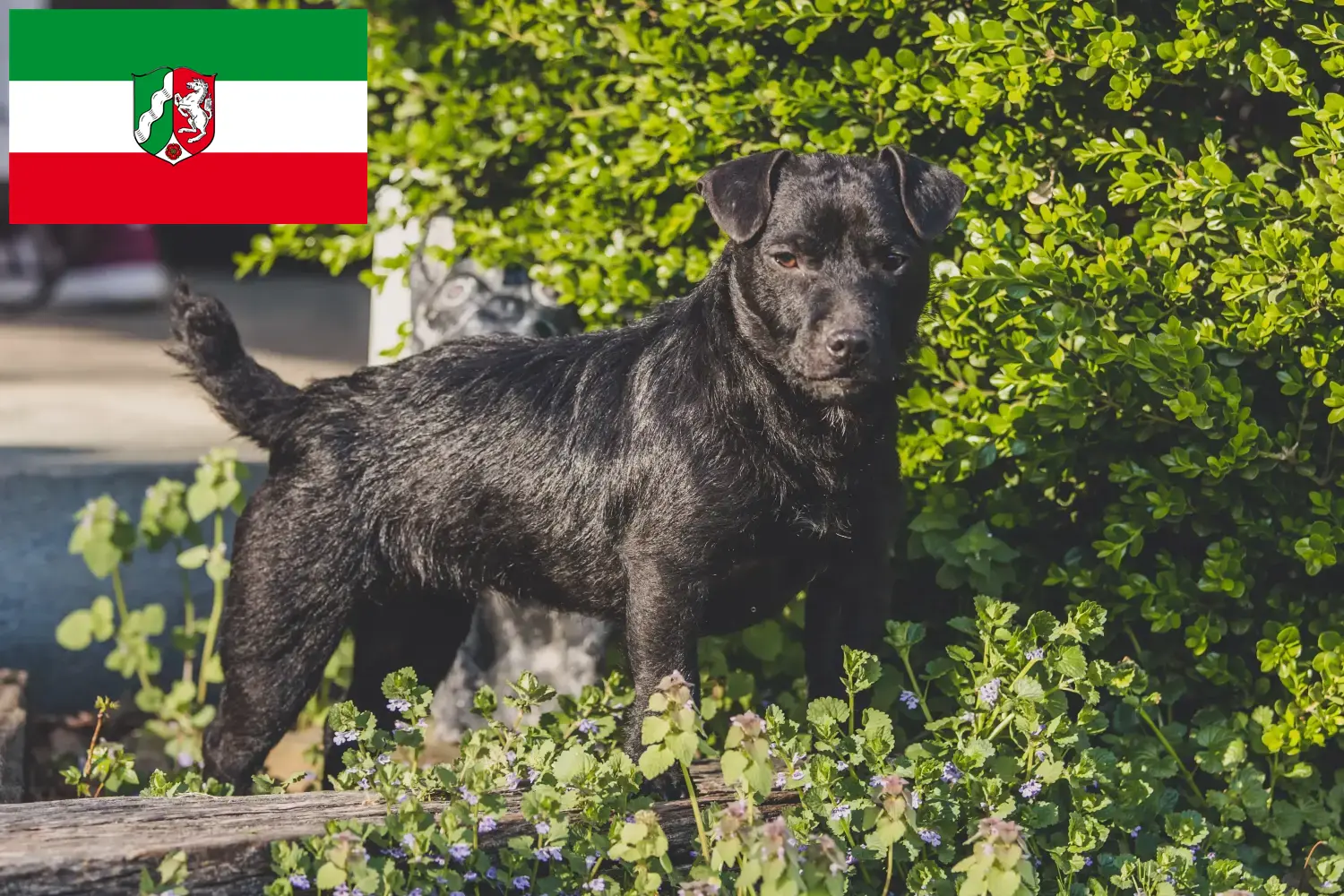 Read more about the article Kuzey Ren-Vestfalya’da Patterdale Terrier yetiştiricileri ve köpek yavruları