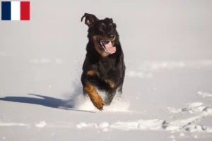 Read more about the article Fransa’da Berger d’Auvergne yetiştiricileri ve köpek yavruları